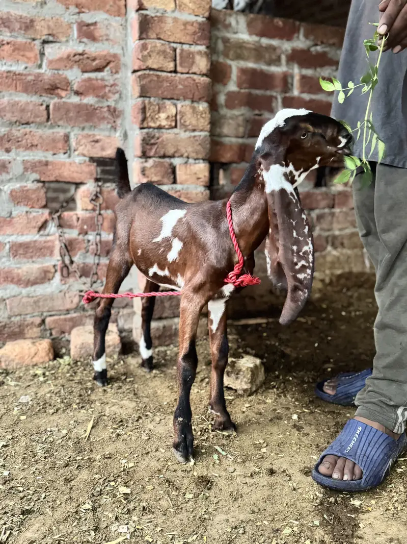2 desi female goats home breed — photo 3