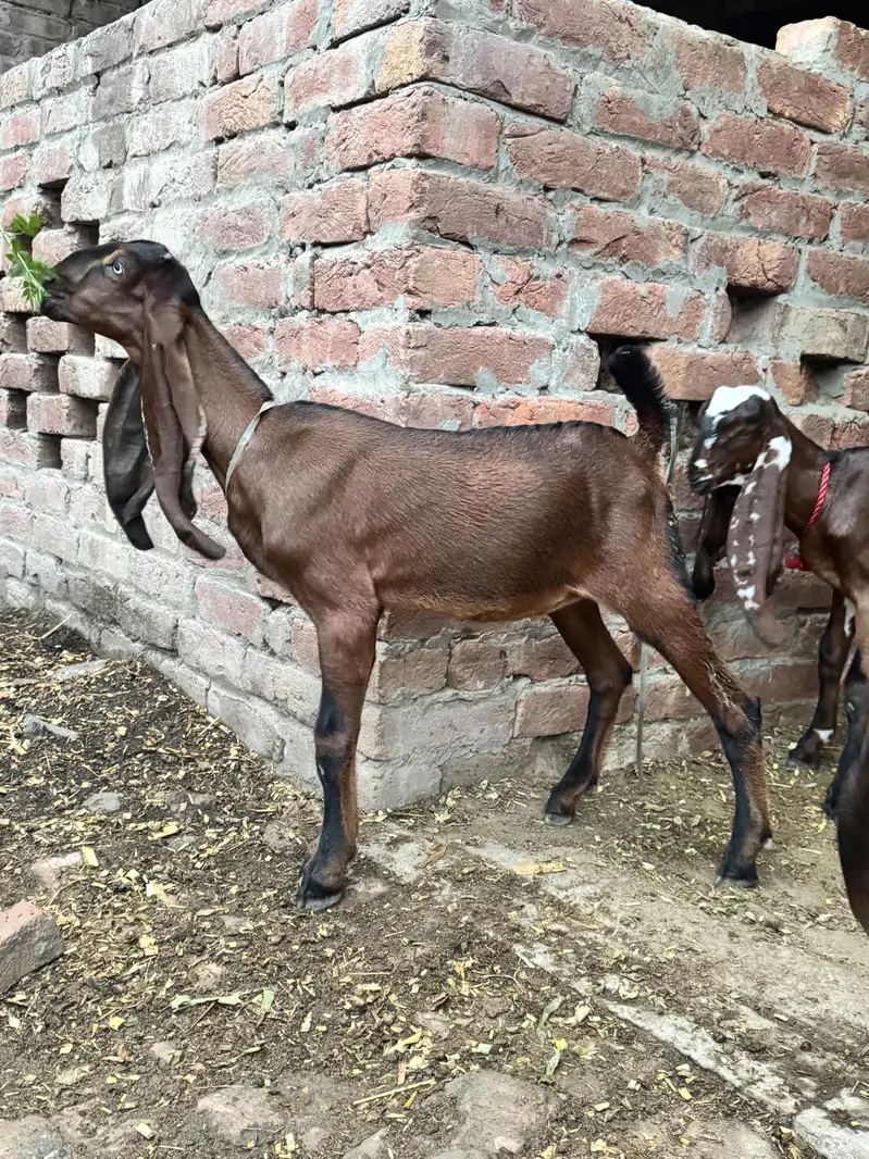 2 desi female goats home breed — photo 4