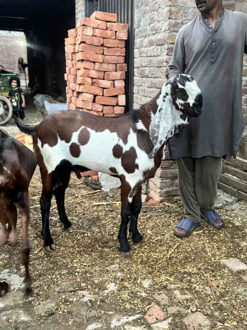 2 desi female goats home breed — photo 5