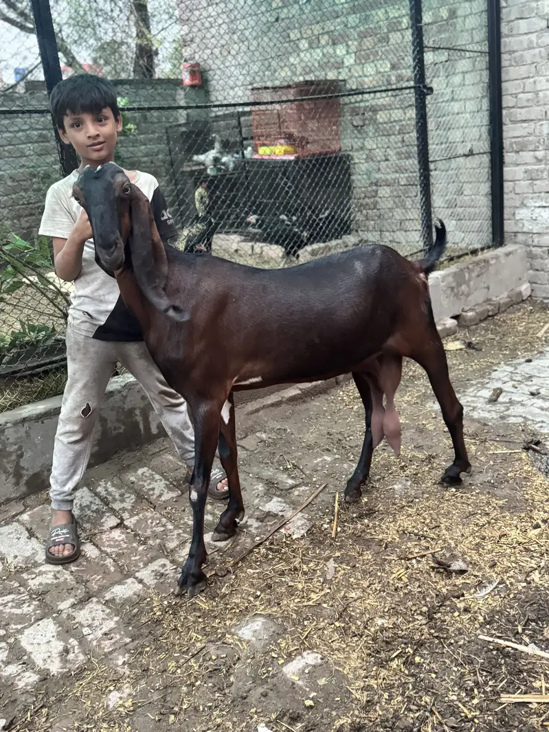 2 desi female goats home breed — photo 6