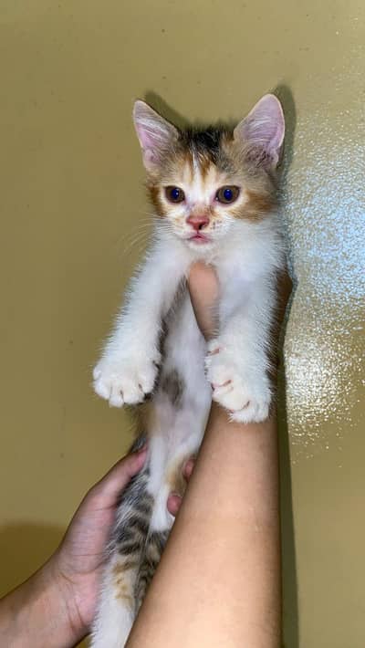 cat for sale gender not confirm