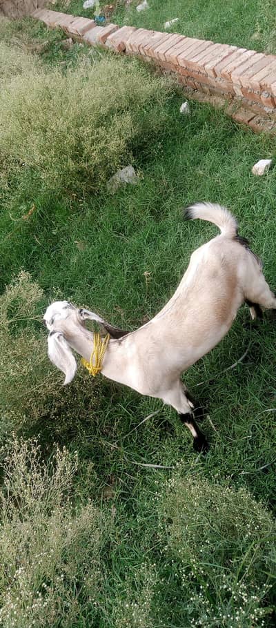 DESI BAKRI 03424364467