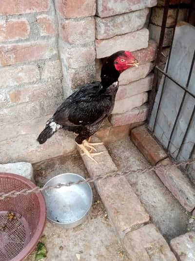 pure assel patha or pathi quality Bird shamo cross number 03024453110