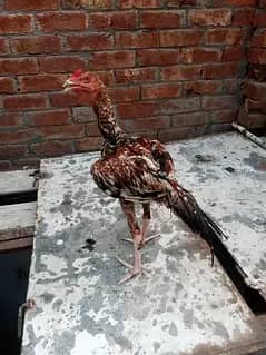 pure assel patha or pathi quality Bird shamo cross number 03024453110