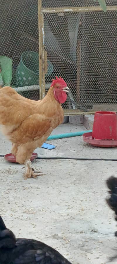 Golden Buff Male