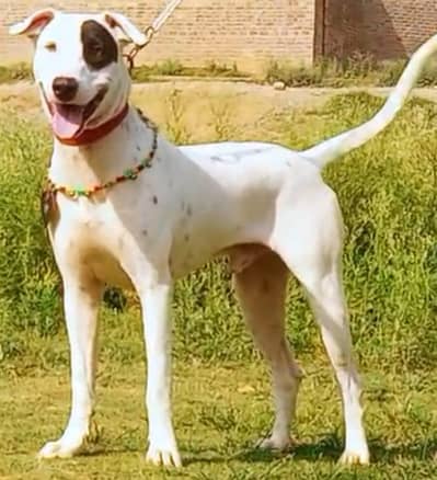 Lappa gultair male age 7month for sale