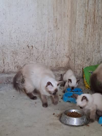 Siamese. Kitten(04 Female). Adult Pair (1oMonths). Female (20 months)