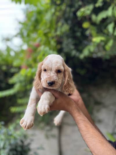 Cocker spaniel puppies