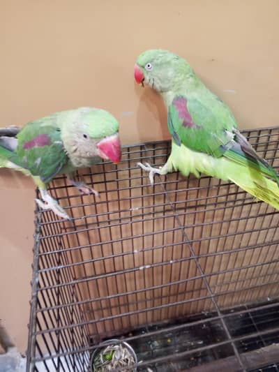 healthy and Active(parrot breed) for sale