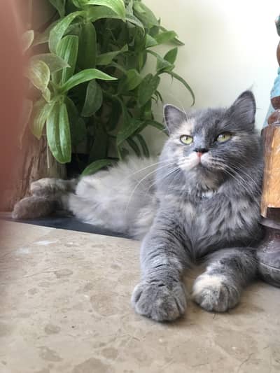 persian cars pair woth 3 kittens