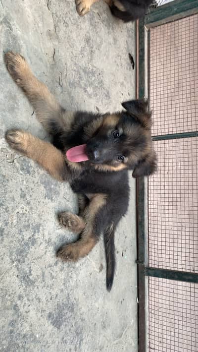 German shepherd puppies for addoption