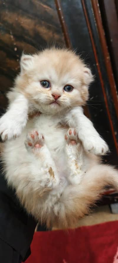 Beautiful Persion Kittens On dealer Rate