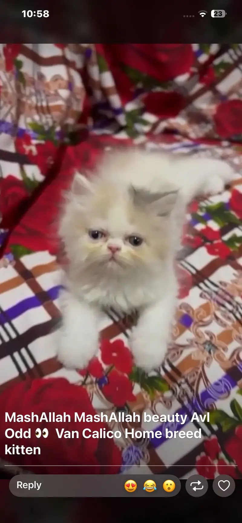 Beautiful Persion Kittens On dealer Rate — photo 2
