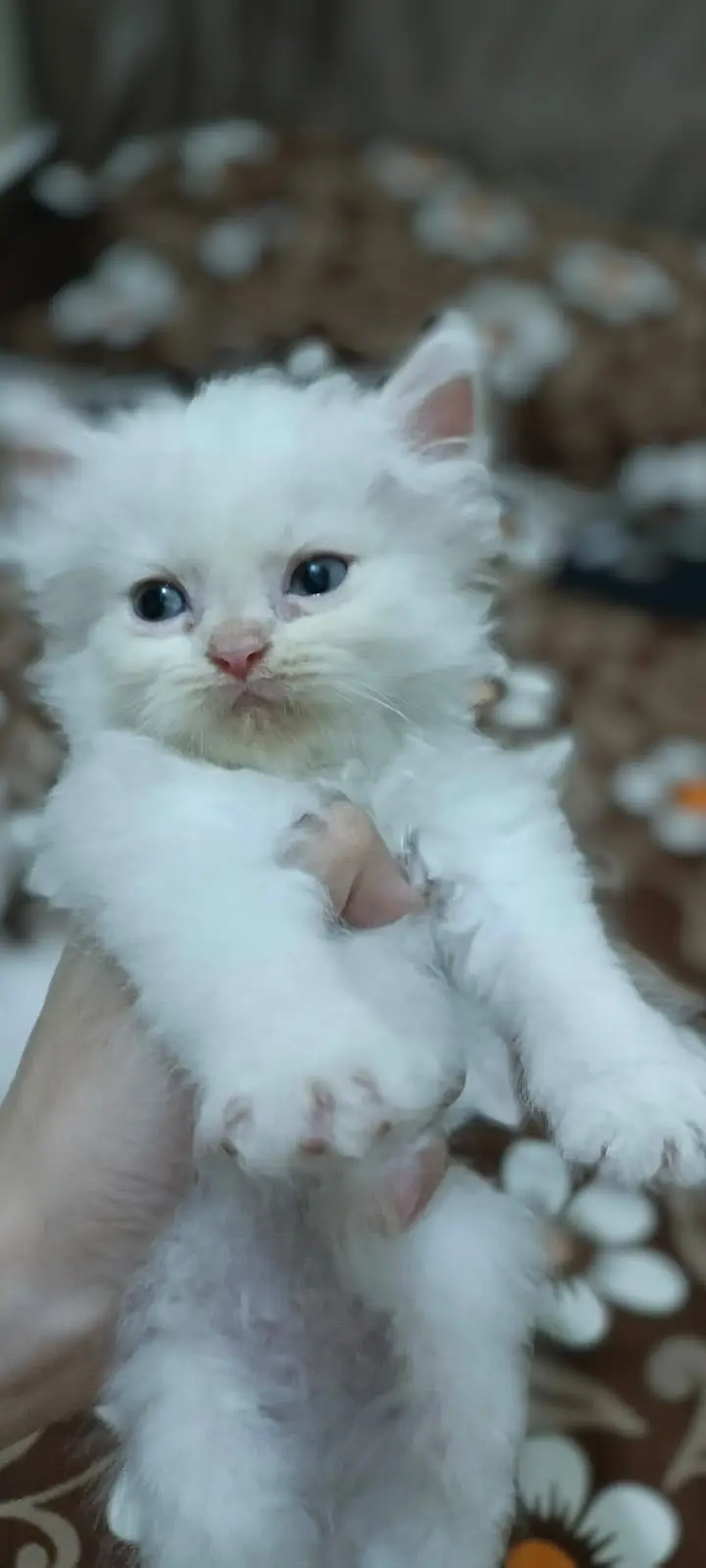 Beautiful Persion Kittens On dealer Rate — photo 3