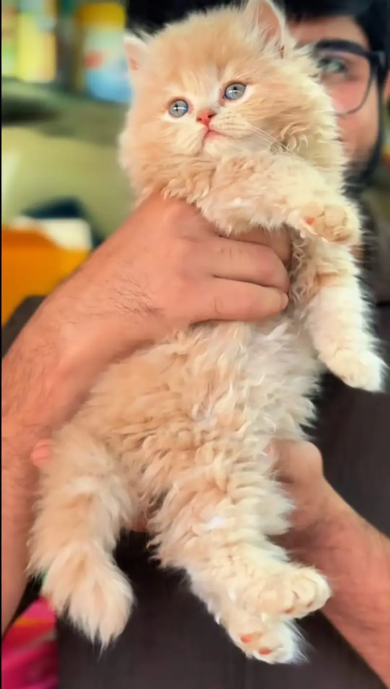 Beautiful Persion Kittens On dealer Rate — photo 5