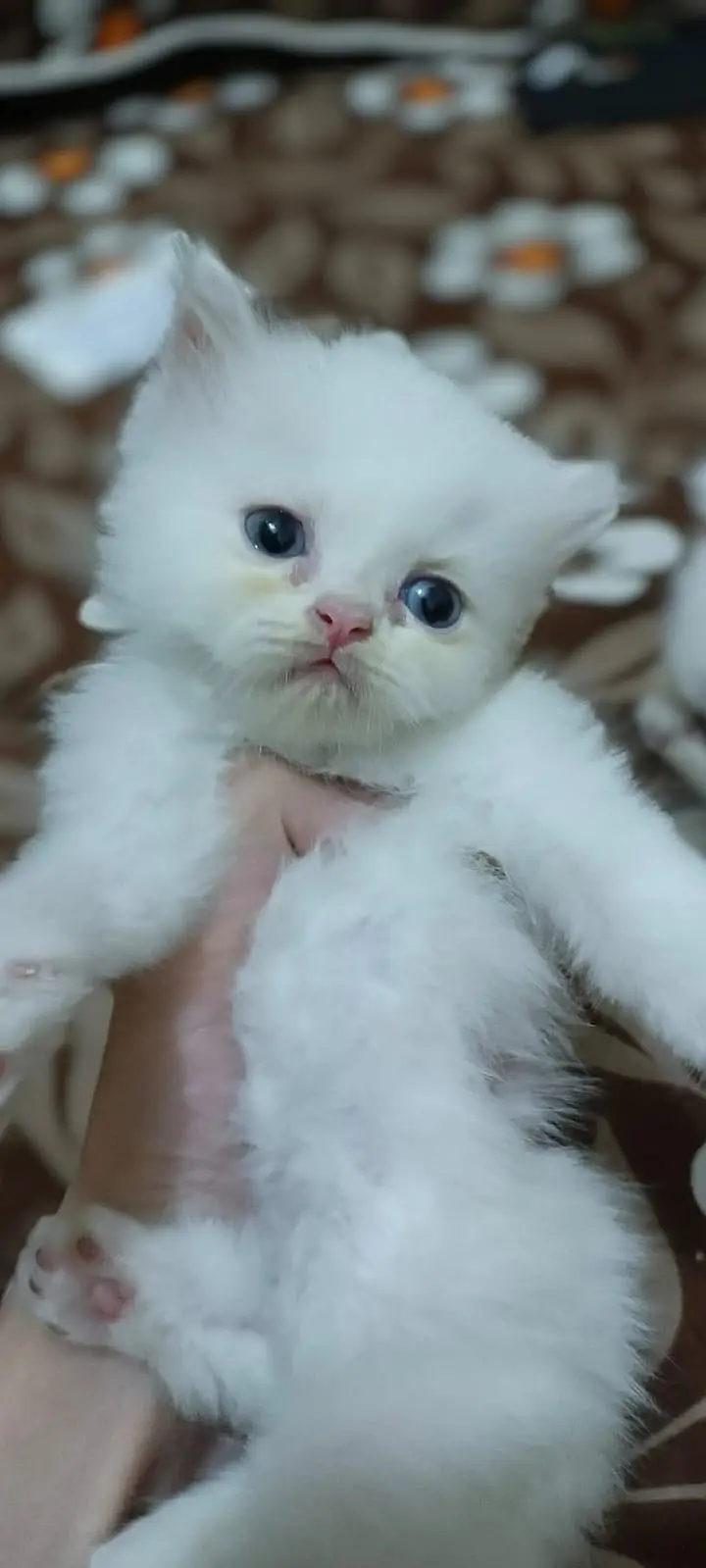 Beautiful Persion Kittens On dealer Rate — photo 6