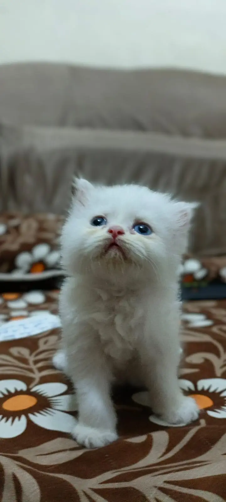 Beautiful Persion Kittens On dealer Rate — photo 7