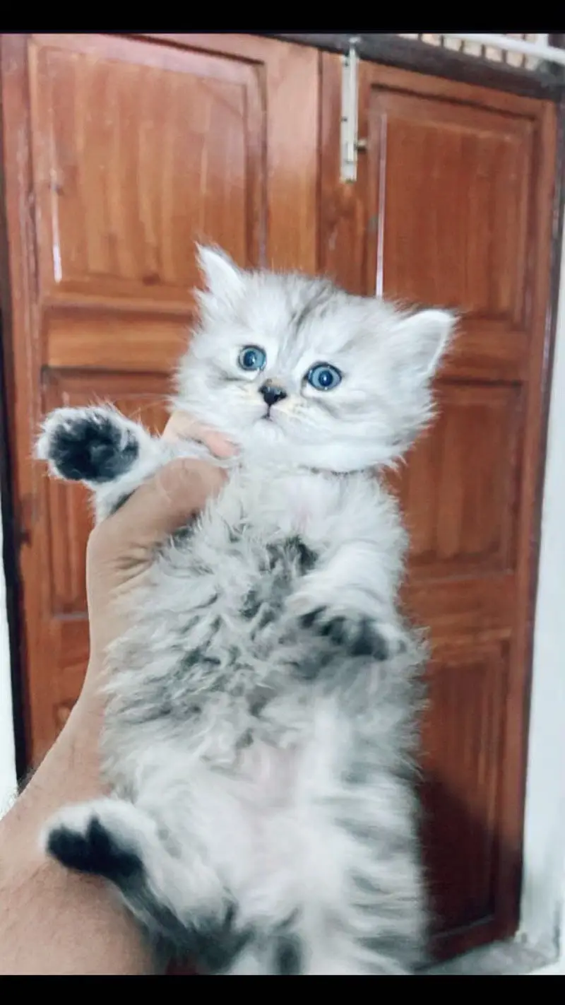 Beautiful Persion Kittens On dealer Rate — photo 8