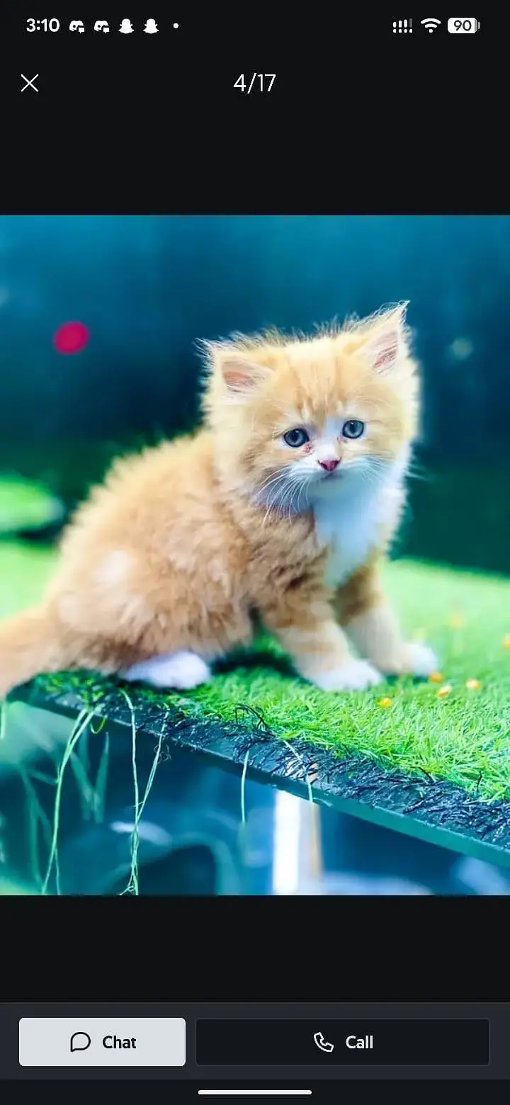 Beautiful Persion Kittens On dealer Rate — photo 9