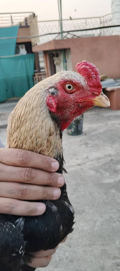 home breed quality aseel jawa