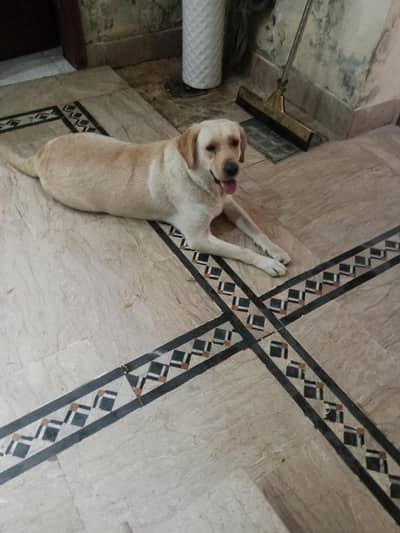 Labrador female for sale