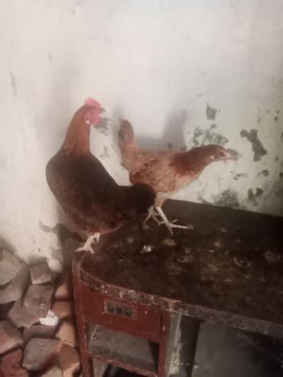Dasi Hen