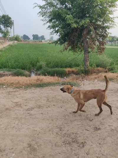 bhagiyadi dog description