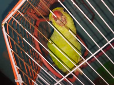 Green Ring neck Parrot For sell