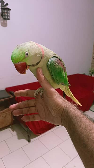 raw parrot Kashmiri huge size