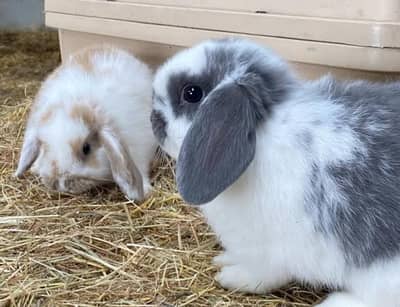 Fancy Imported Rabbits Complete Range