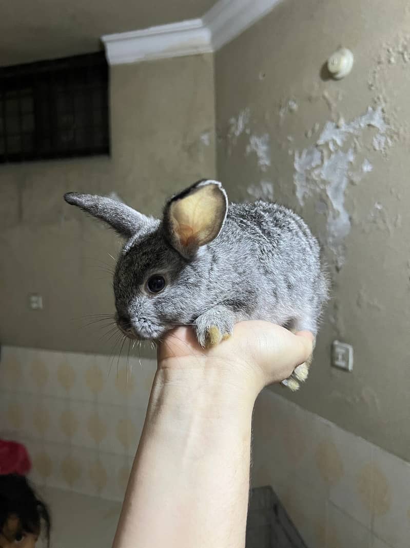 Fancy Imported Rabbits Complete Range 1
