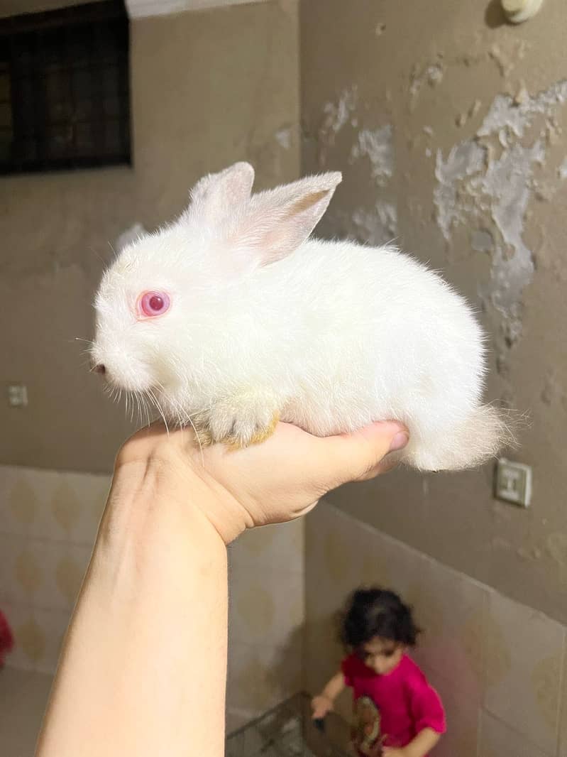 Fancy Imported Rabbits Complete Range 2