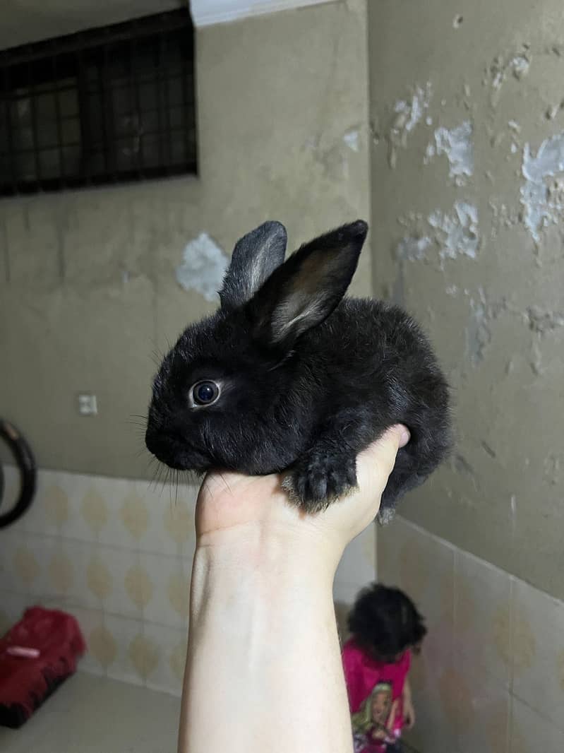 Fancy Imported Rabbits Complete Range 3