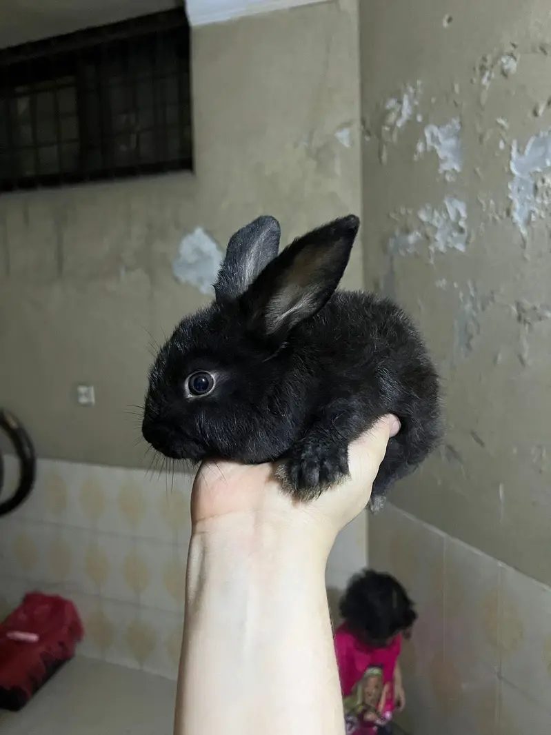 Fancy Imported Rabbits Complete Range — photo 4