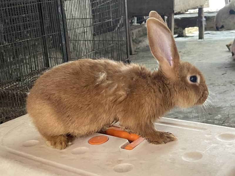 Fancy Imported Rabbits Complete Range 4