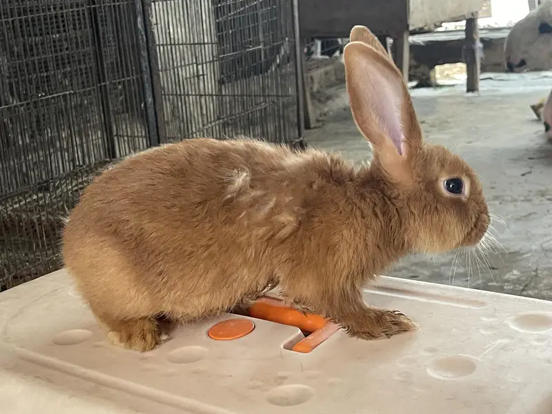 Fancy Imported Rabbits Complete Range — photo 5