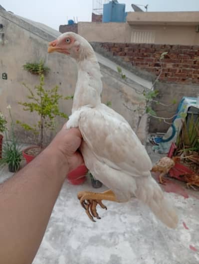 Aseel pathy
