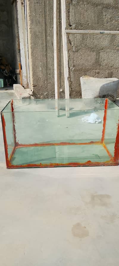 fish aquarium