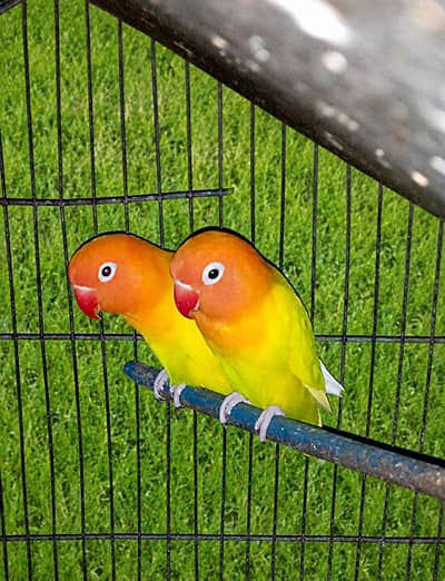lovebirds breedar pairs and 3 portion cage