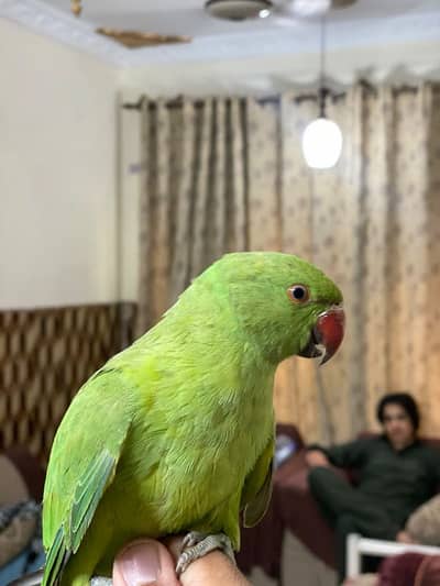 ringneck parrot hand tem