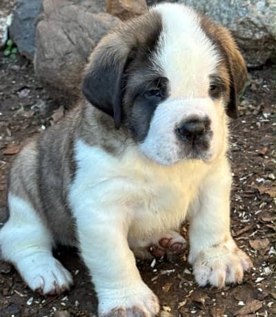 Saint Bernard puppies pedigreed available for import