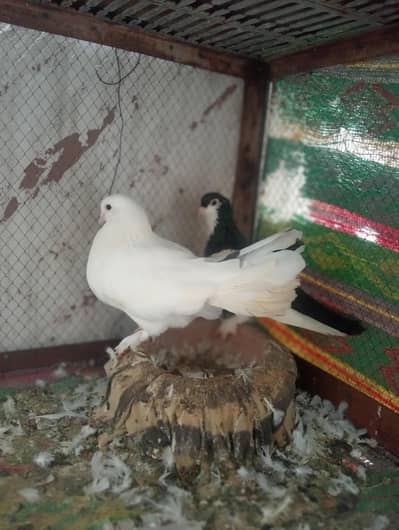 shirazi pigeons