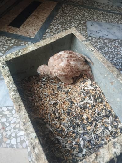 irani teetar chick