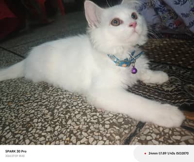 male cat 