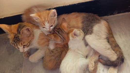 friendly kitties needing home! ⊙⁠⁠⊙