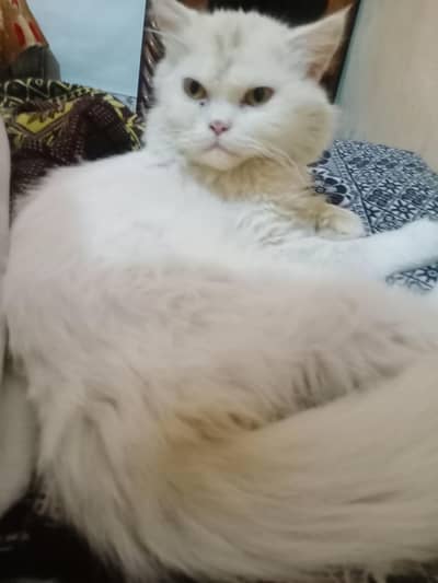 Persian cat for sale urgent