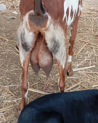mashallah desi doodhwali bakri 1.5 kg dudh hai