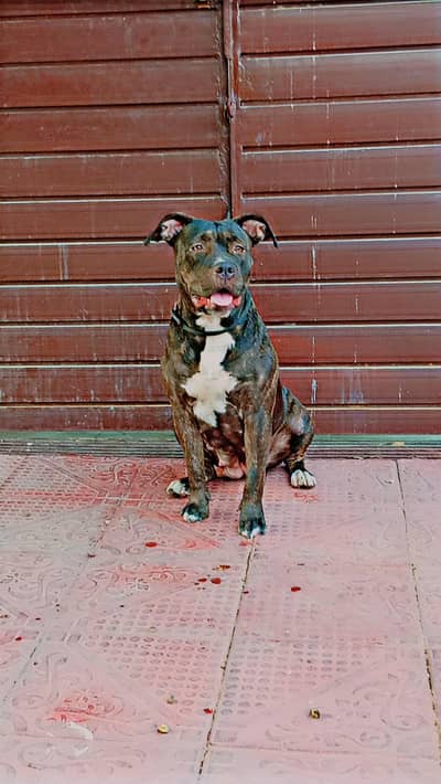 Pure American bully