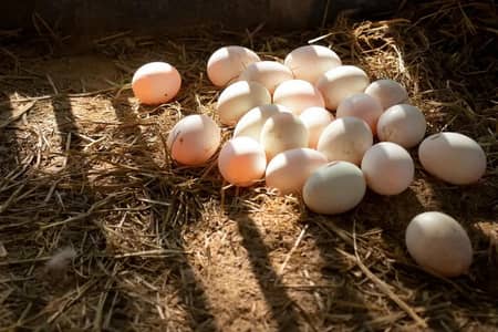 Fertile ducks eggs