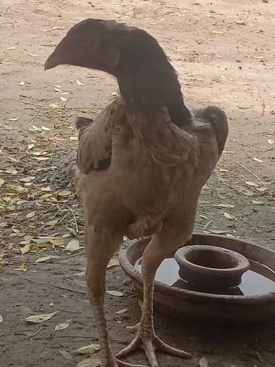 Shamo femail Andy de rahy hy 8 egg Sath do ga price 8k